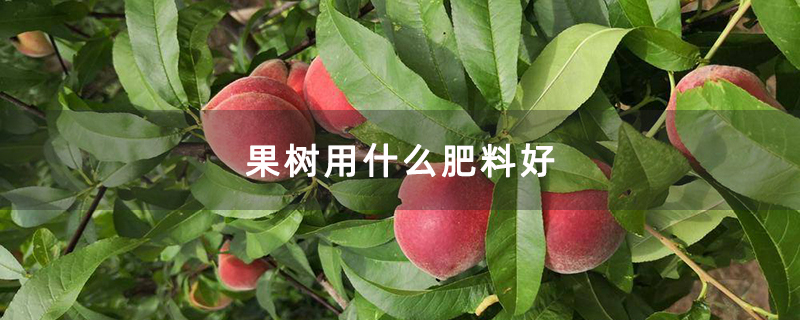 果树用什么肥料好