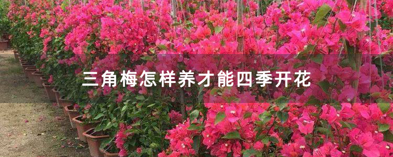 三角梅怎样养才能四季开花
