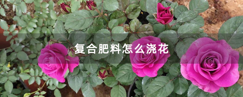 复合肥料怎么浇花
