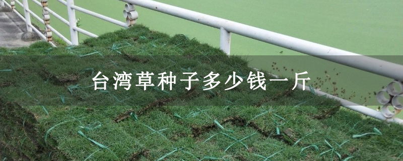 台湾草种子多少钱一斤