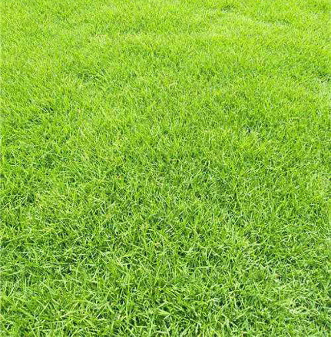 台湾草籽多少钱一斤?台湾草草籽价格行情