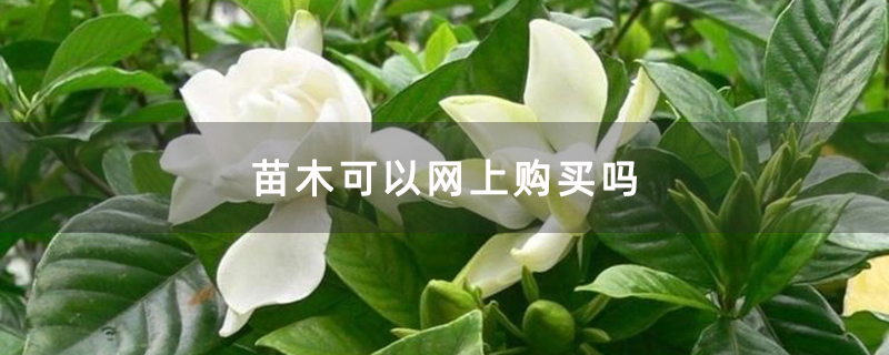 苗木可以网上购买吗