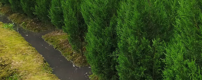 3米塔柏多少钱一棵