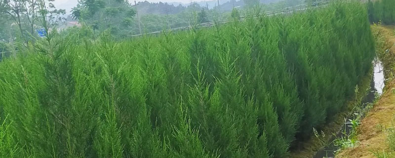 2米高塔柏价格多少钱一棵