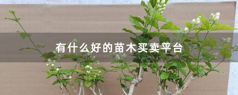 有什么好的苗木买卖平台