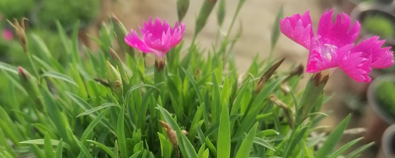 石竹花几月份可以移栽
