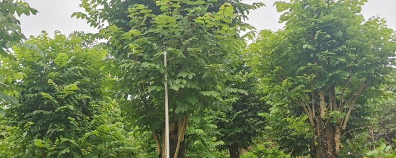 14公分火焰木多少钱一棵