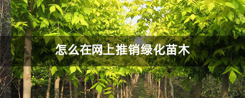 怎么在网上推销绿化苗木