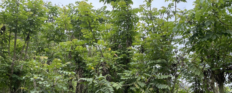 4公分火焰木树