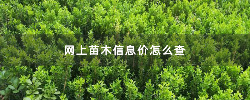 小叶黄杨苗