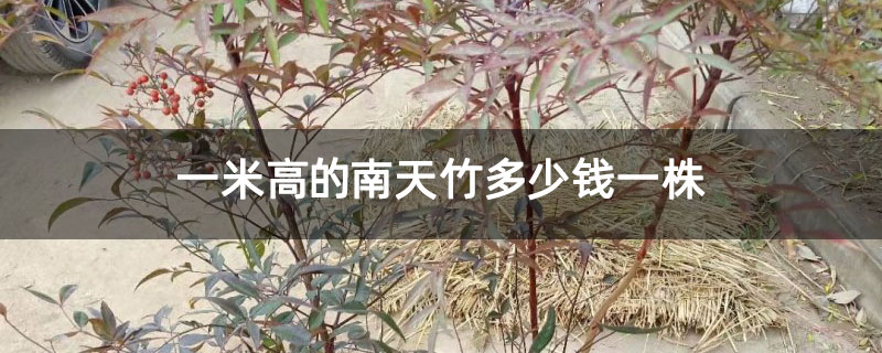 一米高的南天竹多少钱一株