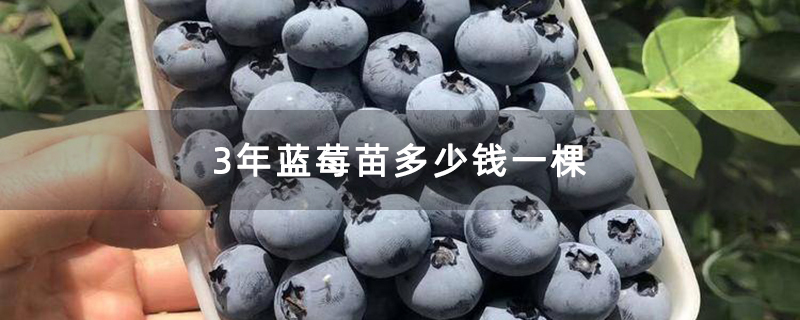 3年蓝莓苗多少钱一棵