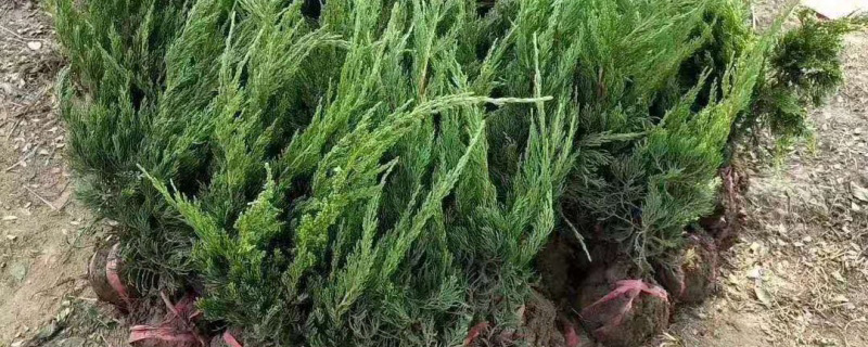30公分龙柏价格多少钱一棵