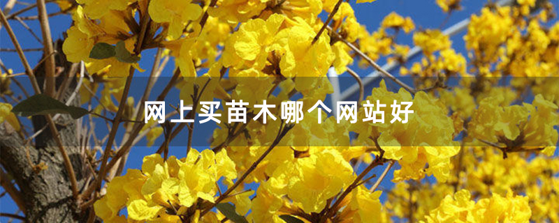 网上买苗木哪个网站好