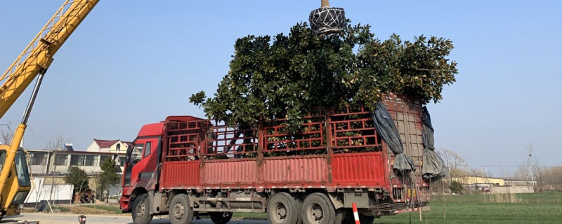 18公分广玉兰树价格多少钱一棵