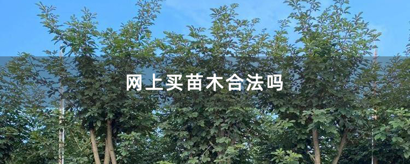 网上买苗木合法吗