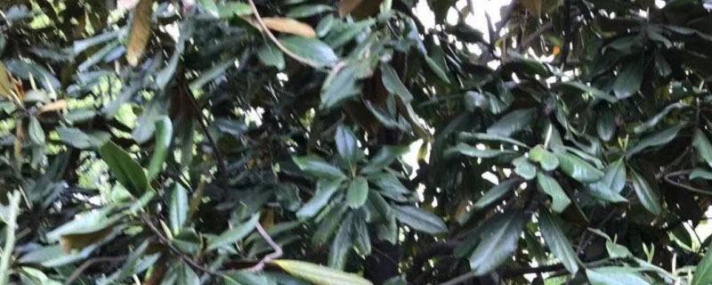 7公分广玉兰多少钱一棵