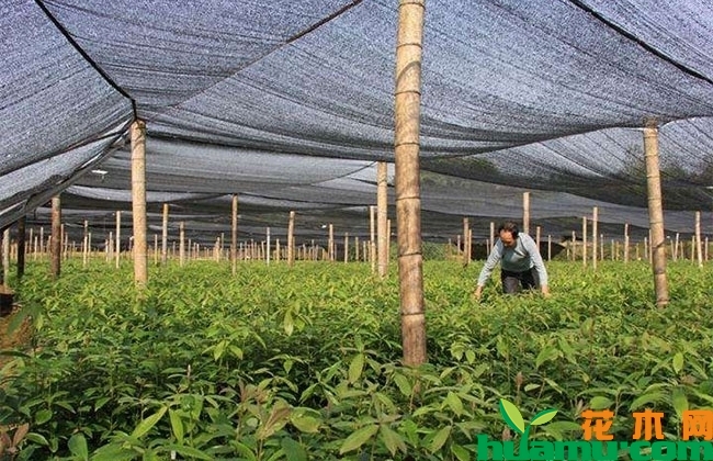 金丝楠木树苗多少钱一棵?金丝楠木树苗怎么分辨?