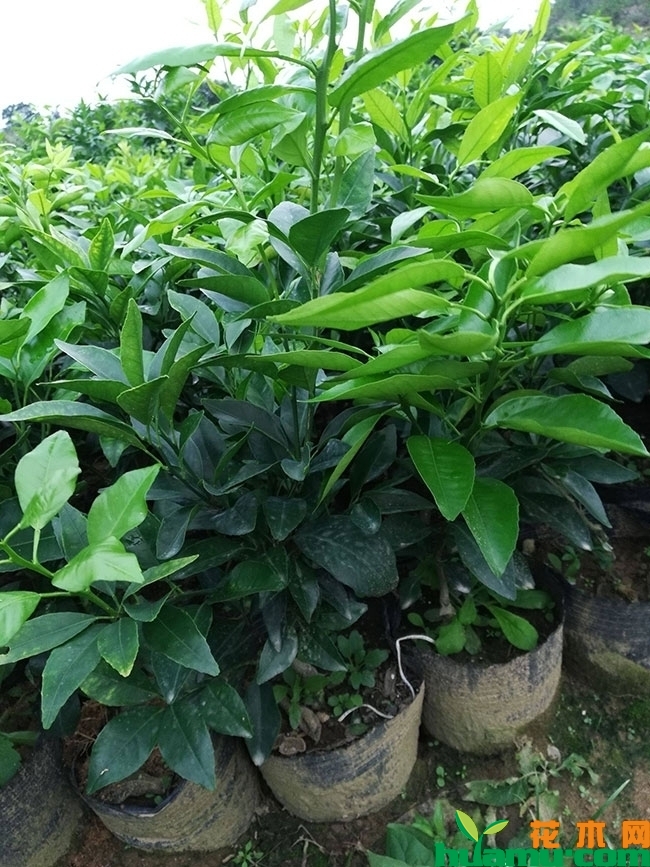 赣南脐橙苗多少钱一株?脐橙苗什么时间种植好?