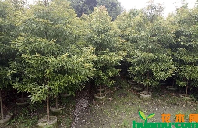 金丝楠木树苗 金丝楠木树苗