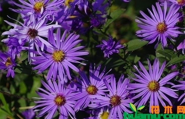荷兰菊现在多少钱？2019年最新荷兰菊价格行情