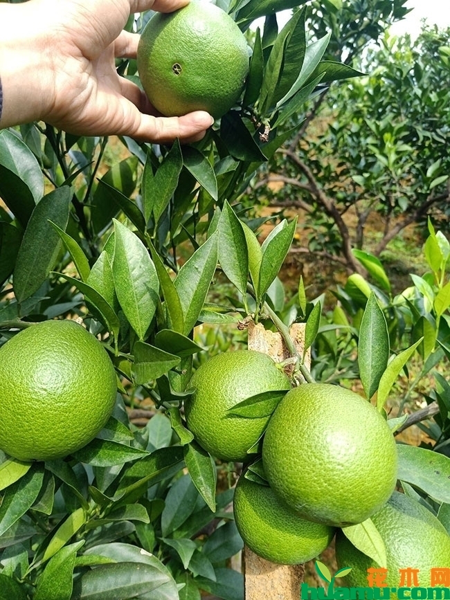 脐橙 脐橙