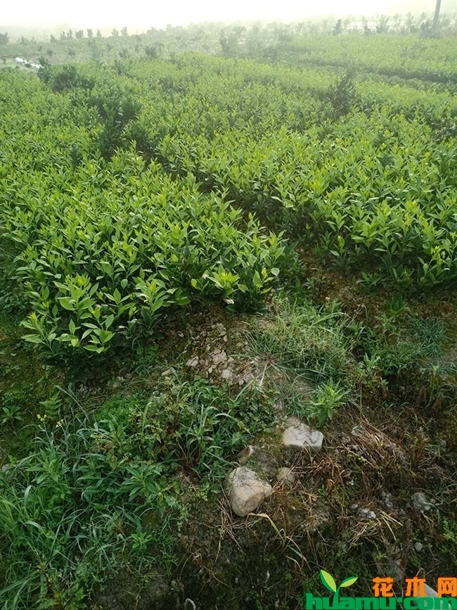 脐橙 脐橙