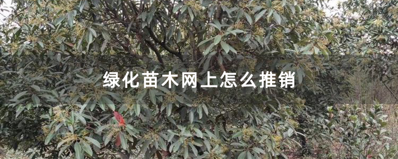 绿化苗木网上怎么推销