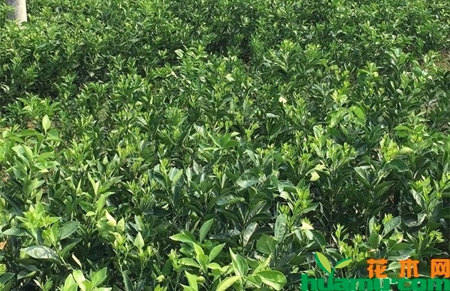 脐橙苗多少钱一棵?脐橙苗种植管理技术方法