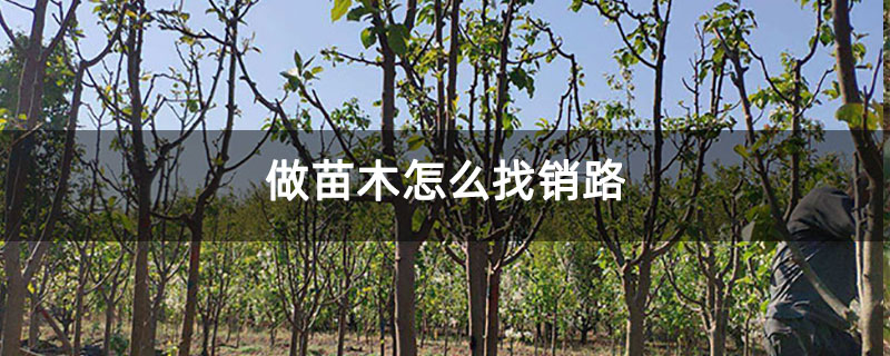 做苗木怎么找销路 做苗木怎么找销路
