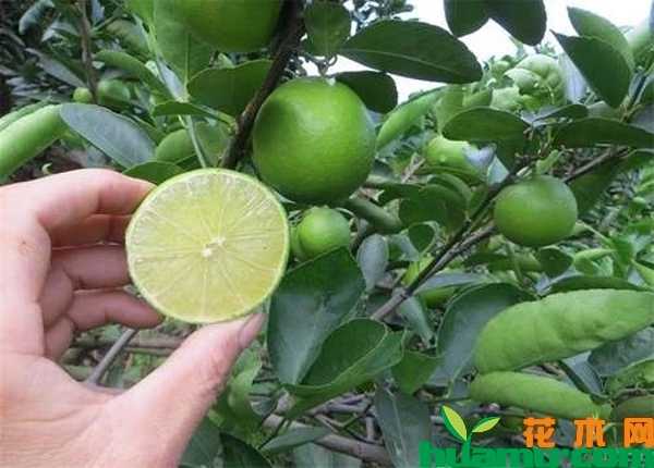 柠檬树苗多少钱一棵?柠檬树苗栽培方法介绍