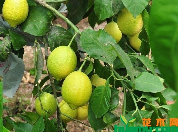 柠檬树苗