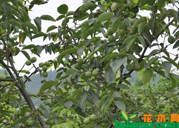 核桃树