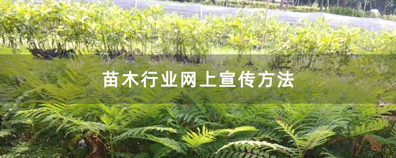 蓝花楹小苗