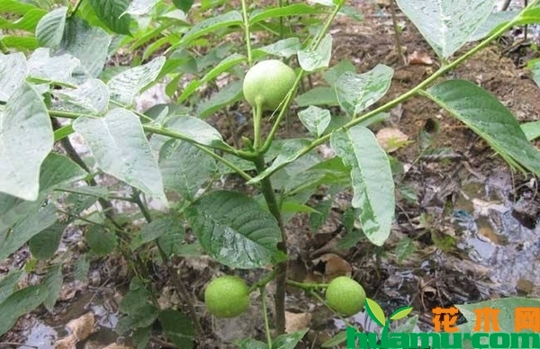 核桃树苗