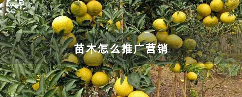 果树基地