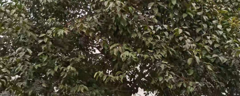 12公分大叶女贞