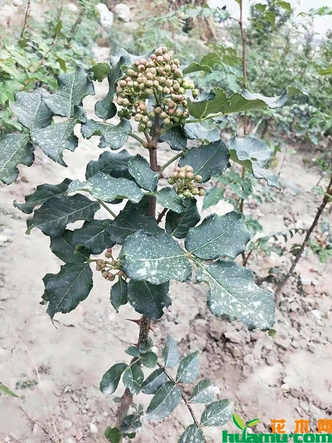 花椒树苗多少钱一棵?花椒树苗的种植方法 花椒树苗多少钱一棵?花椒树苗的种植方法