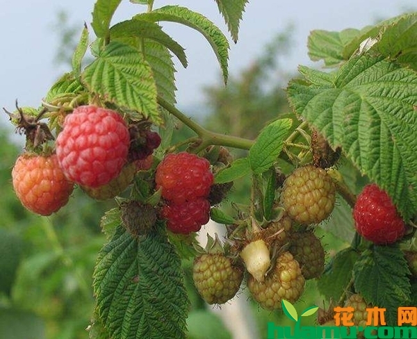 树莓苗