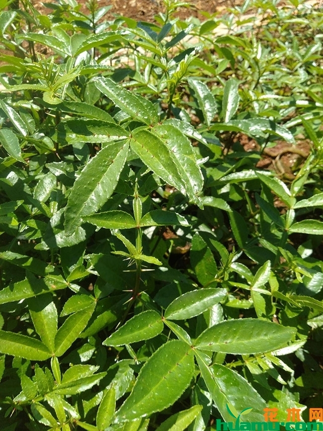 花椒树苗多少钱一棵?花椒树苗的种植方法 花椒树苗多少钱一棵?花椒树苗的种植方法