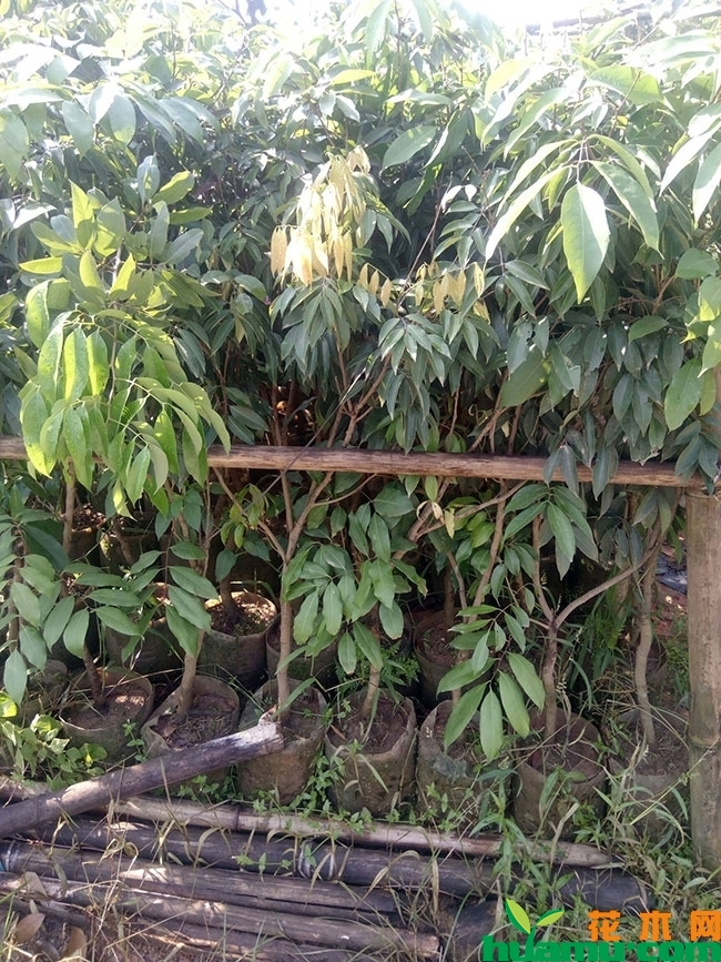 荔枝树苗多少钱一棵?荔枝树苗培育种植方法