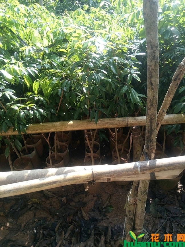 荔枝树苗 荔枝树苗