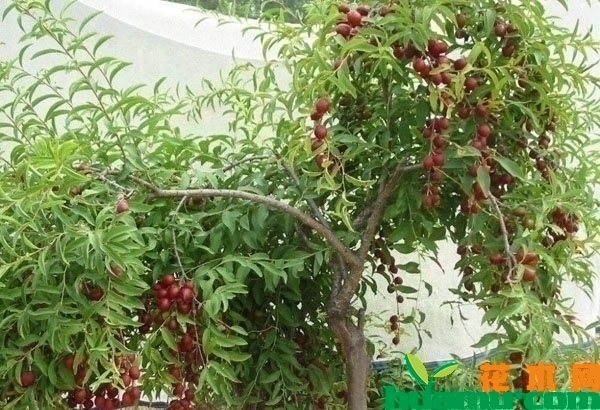 钙果果树
