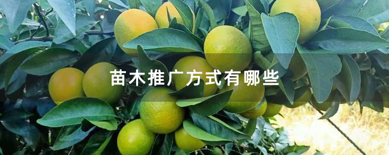 苗木推广方式有哪些