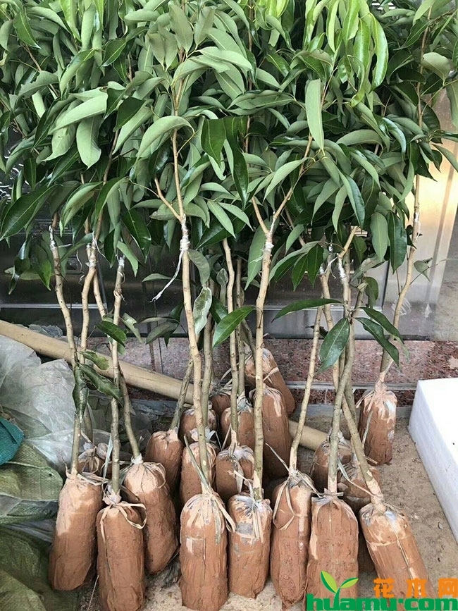荔枝树苗 荔枝树苗
