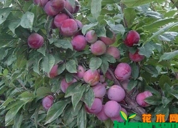 钙果