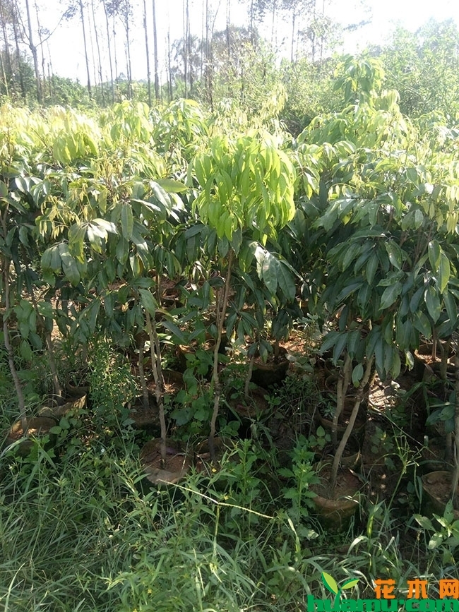 荔枝树苗 荔枝树苗
