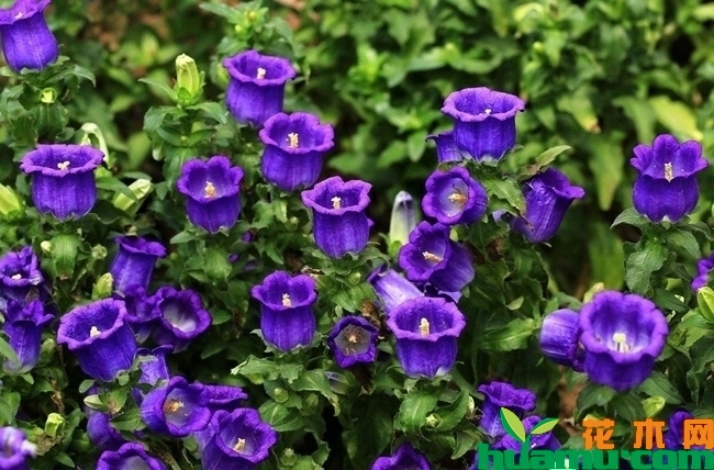 2019年最新风铃草批发价格