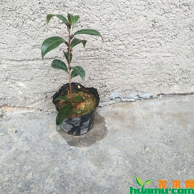 茶花苗 茶花苗