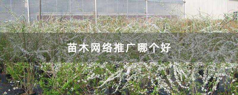 苗木网络推广哪个好